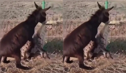 Video: Chọn nhầm đối thủ để tấn công, linh cẩu bị lừa dạy cho một bài học nhớ đời