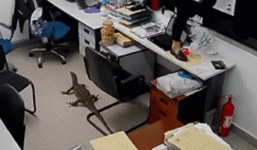 Video: Vị khách 4 chân bất ngờ ghé thăm văn phòng khiến tất cả nhân viên náo loạn