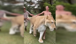 Video: 'Quái thú' lai hổ với sư tử có cân nặng gần nửa tấn được dắt đi dạo như thú cưng