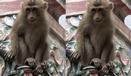 Hà Nội: Khỉ hoang tiếp tục mò vào nhà dân phá phách, ăn trộm hoa quả trên bàn thờ