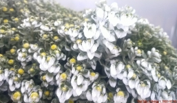 Đỉnh Fansipan xuất hiện băng giá dù thời tiết đang ấm dần lên