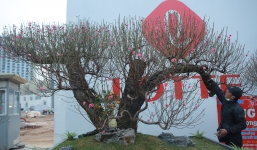 Tết Nguyên đán 2023: Chuyên gia chỉ cách chọn đào chơi Tết chuẩn phong thuỷ đề đón tài lộc trong năm mới