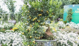 Tết Nguyên đán 2023: Chuyên gia phong thuỷ chỉ cách chọn mua quất cảnh bền đẹp để đón tài lộc