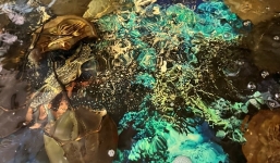 Khánh Hòa: 3 người nhập viện cấp cứu nghi ngộ độc do ăn nhầm so biển