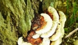 Trên cây hòe mọc ra thứ này, hái bán đổi đời trong tích tắc