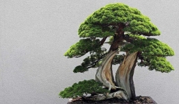 Có thờ có thiêng, có kiêng có lành: 5 loại cây xua đuổi tà ma, trừ âm khí quấy phá trong gia đình