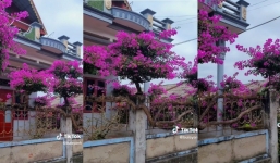 Choáng ngợp với siêu phẩm hoa giấy đẹp nhất Hải Dương, thân leo quanh nhà, hoa nở quanh năm