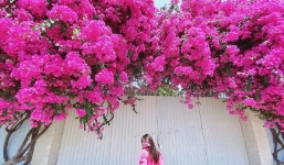 Cách trồng hoa giấy leo giàn vừa đẹp vừa đơn giản, không cần chăm kỹ mà vẫn nở đẹp quanh năm