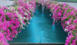 Không chỉ đẹp rực rỡ, hoa giấy còn có nhiều công dụng bất ngờ mà ít người biết