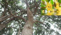 Công dụng thần kỳ của cây mộc hương, ý nghĩa phong thuỷ và cách trồng