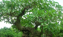 5 loài cây trồng sau nhà thì giàu có 3 đời, nhưng dễ tán gia bại sản nếu trồng sai vị trí