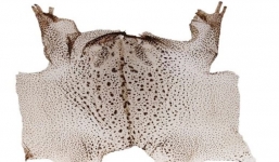 Loài kịch độc ở Việt Nam chứa thứ đáng giá hàng chục triệu/kg