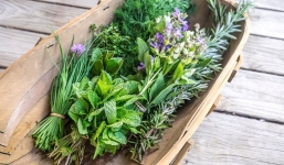 Không chỉ kích thích vị giác, những loại rau thơm này còn có tác dụng chữa bệnh cực tốt