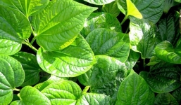 Không chỉ là gia vị quen thuộc, lá lốt còn có nhiều công dụng với sức khỏe không phải ai cũng biết