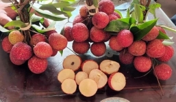 Bộ phận tưởng như vứt đi của quả vải nhưng thực ra lại rất hữu ích