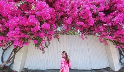 5 loại cây có hoa này được ví như điều hoà, giúp ngôi nhà mát lịm trong những ngày nóng như đổ lửa