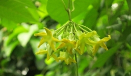 Không chỉ làm cảnh, loại cây đại diện cho tình yêu chung thủy và son sắt còn có công dụng không ngờ