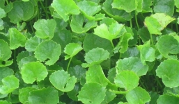 Những công dụng cực tốt của rau má, cách làm nước đậu xanh rau má giải nhiệt ngày hè