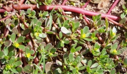 Loại rau 'nông dân' mọc như cỏ ở Việt Nam nhưng sang nước ngoài vừa đắt lại vừa hiếm