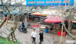 Hoa lê rừng Tây Bắc giá cả triệu đồng xuống phố Hà Nội 