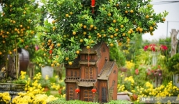 Quất bonsai vài triệu đồng/cây phục vụ khách Thủ đô dịp Tết
