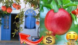 3 loại cây trồng càng lâu càng giàu, cây số 1 nhiều nhà hiếm muộn phải thử liền 