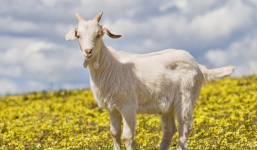 Thời đã chính thức tới: 4 con giáp vận đỏ như son, cầu gì được nấy