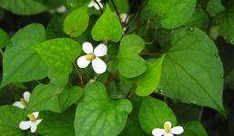 3 loại rau rẻ như cho lại còn dễ tìm ngoài vườn có công dụng cực tốt dành cho người da mụn