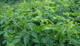 100+ bài thuốc chữa bệnh từ giảo cổ lam mà ít người biết