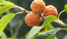 Công dụng và 1001+ bài thuốc quý từ cây mỏ quạ mà không phải ai cũng biết