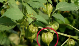 Cây tầm bóp: Công dụng hỗ trợ điều trị bệnh ung thư và những lưu ý cần tuyệt đối phải nằm lòng