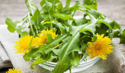 Cây bồ công anh: Dược liệu quý, công dụng cực lớn nhưng nhóm đối tượng này tuyệt đối cấm kỵ, tránh rước họa thân