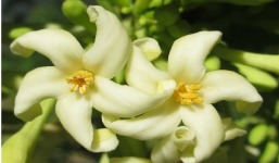 Hoa đu đủ đực: Công dụng tuyệt vời mà ít người biết, 1000+ bài thuốc hay từ loài hoa này