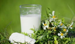 Sắn dây: Ngoài giúp chữa tiểu đường còn là loại cây thuốc Nam với loạt công dụng ít người biết