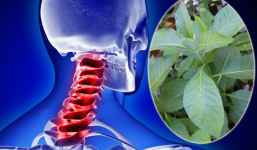 Cây mật gấu tuy đắng nhưng giã tật, 100+ bài thuốc chữa bệnh mà ít người biết