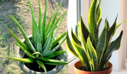 Mách bạn 7 loại cây quen thuộc, giúp thanh lọc không khí trong nhà: Rẻ mà chất
