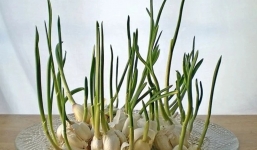 Bà nội trợ nằm lòng 3 thực phẩm mặc dù mọc mầm nhưng không độc, gấp đôi dinh dưỡng