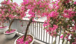 Mách nhỏ bí quyết giúp hoa giấy nở bừng đúng dịp Tết: Tưới nước lã chỉ cần thêm vài giọt này, có ngay hiệu nghiệm