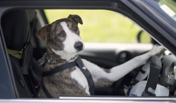 Chuyện thật như đùa: Chạy quá tốc độ, tài xế nghĩ ra 'mưu hèn kế bẩn' đổi chỗ cho chó cưng để tránh bị phạt tiền