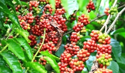 Giá cà phê hôm nay 11/6: Giá cà phê trong nước giảm nhẹ