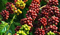 Giá cà phê hôm nay 16/6: Thị trường trong nước bất ngờ tăng mạnh