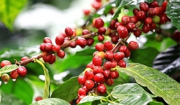 Giá cà phê hôm nay 17/6: Thị trường trong nước bất ngờ quay đầu giảm nhẹ