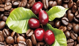 Giá cà phê hôm nay 25/6: Thị trường trong nước và thế giới đồng loạt đi ngang