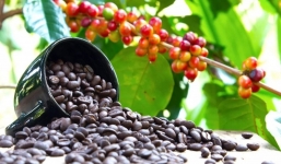 Giá cafe hôm nay 8/7: Thị trường trong nước bất ngờ quay đầu tăng mạnh gần 2000 đ/kg