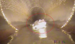 Clip: Chui vào ống cống dọn vệ sinh, công nhân hoảng hồn phát hiện một thứ đáng sợ ẩn nấp bên dưới dài 1,5m