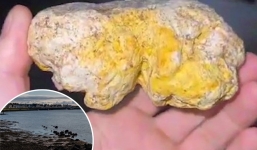 Chó cưng phát hiện chất thải của cá voi có trị giá hàng triệu USD giúp chủ nhân đổi đời chỉ trong chốc lát