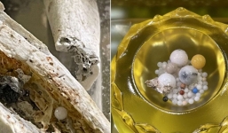 Bí ẩn về xá lợi, tại sao chỉ tìm thấy xá lợi trong tro cốt của các nhà tu hành Phật giáo sau khi hỏa táng?