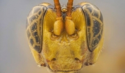 Phát hiện loài ong bắp cày 'ma cà rồng' mới ở Amazon có khuôn mặt đáng sợ, ăn con mồi từ trong ra ngoài