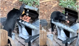 Clip: Gấu đen đột nhập phá hỏng bữa tiệc nướng của một gia đình, ăn ngấu nghiến 10 chiếc hamburger