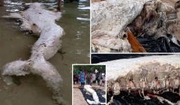 Sự thật việc phát hiện sinh vật kỳ lạ giống 'nàng tiên cá' dạt vào bờ biển